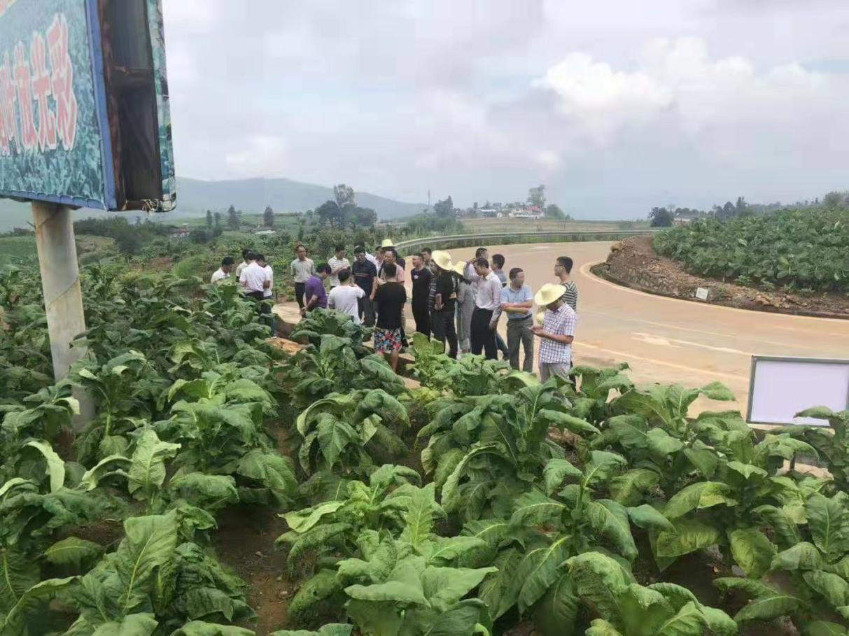 道潤(rùn)與攀枝花市煙草公司種植示范項(xiàng)目實(shí)施情況