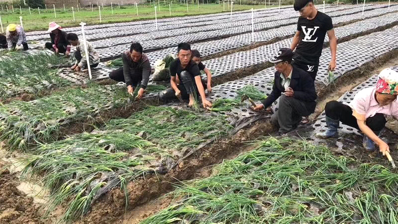 德昌供港小蔥今日正式開(kāi)始栽種 期待50天后的豐收！